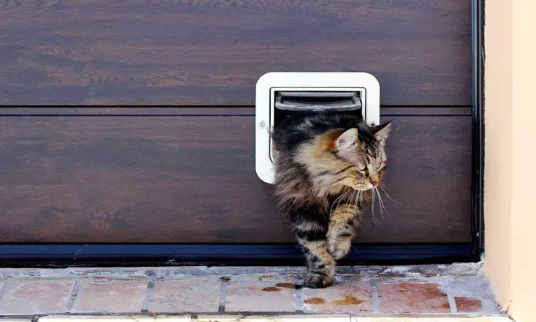 cat flap in garage door